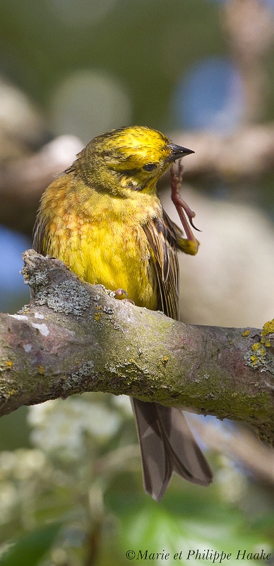 Bruant jaune 8172_wm.jpg - Bruant jaune, Emberiza citrinella, Yellowhammer (Suède, juin 2011)
